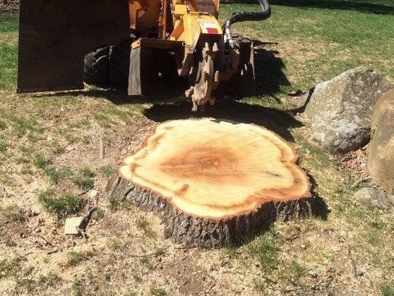 stump-removal-Waco-tx3